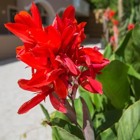 Kozanos & アリカナス